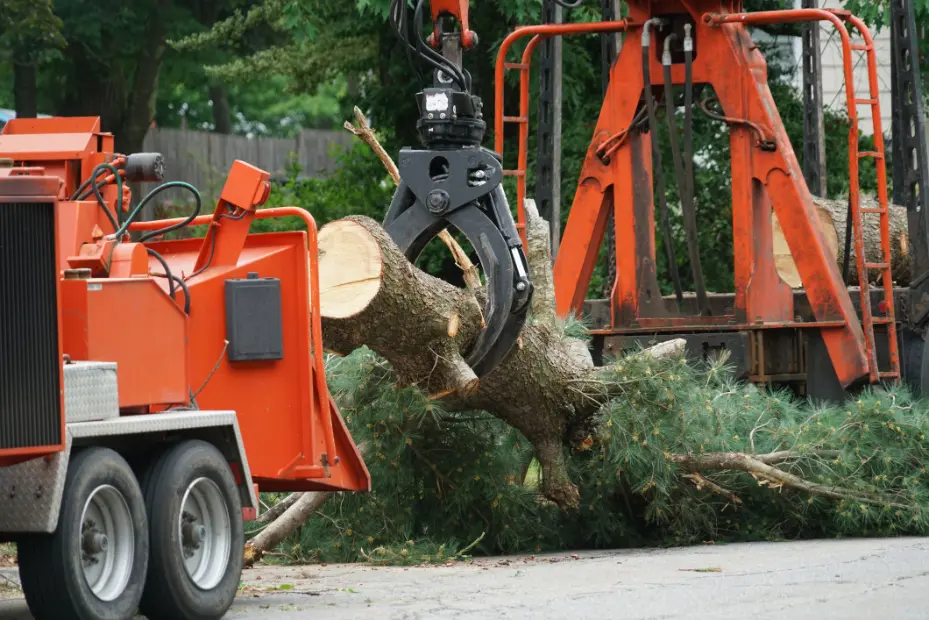 Tree Removal 
