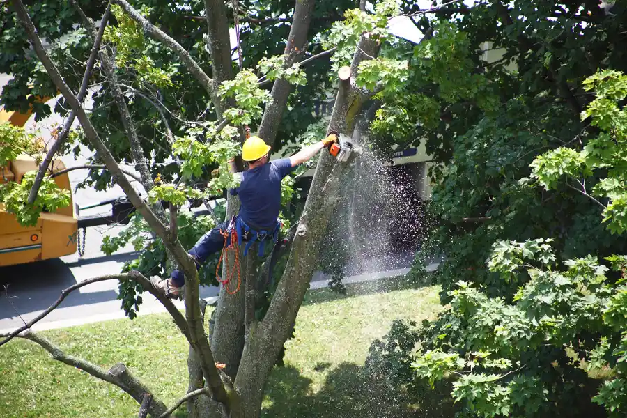 The Importance Of Professional Tree Removal in Cathedral City, CA The Importance Of Professional Tree Removal in Cathedral City, CA